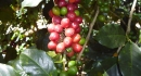 Bourbon Coffee Fruits