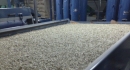 Tour of the Americas Late 2013 - Green beans under preparation for export at MCC