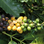The Sauterne and Origami Arabica Crop – Brazil’s Drought Situation in Coffee
