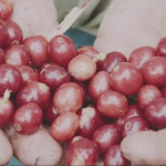 The Colombian Coffee Wave