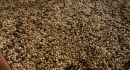 Drying Pulped natural in D.R