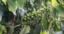 Green coffee fruits in Nicaragua