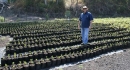 New plants at the Parry Estate in Kona - Hawaii
