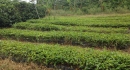 Nursery-at-Finca-El-Pinhal