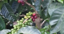 Finca Orfilia Coffee Tree