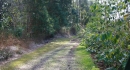 King Kamehameha's Forest beside the Parry Estate Coffee fields