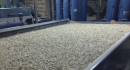 Tour of the Americas Late 2013 - Green beans under preparation for export at MCC  