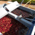 Brazilian Pulped or Natural?
