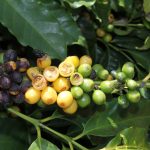 The Sauterne and Origami Arabica Crop – Brazil’s Drought Situation in Coffee