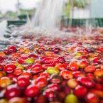 Its waiting time for rains over the Arabica coffee Belt in Brazil