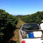 Brazilian Harvest Season