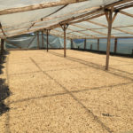Colombia, The New Main Crop is on its way!