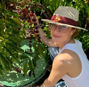 Red Container/Anike Wolthers report on Brazil Conilon early harvest situation